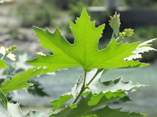 Platanus orientalis / Platano orientale